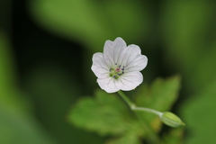 Geranium wilfordii