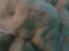Porites lobata