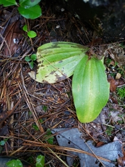 Platanthera orbiculata