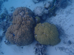 Porites lobata