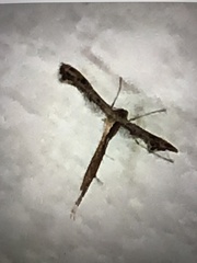 Stenoptilodes taprobanes