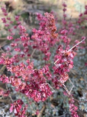 Eriogonum wrightii oresbium