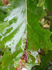 Macrodiplosis niveipila