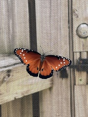 Danaus gilippus