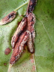 Macrodiplosis niveipila