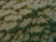 Porites lobata