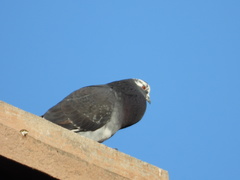 Columba livia domestica