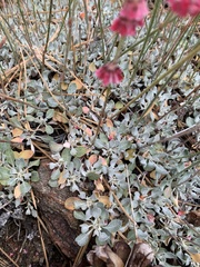 Eriogonum wrightii oresbium