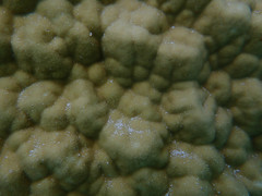 Porites lobata
