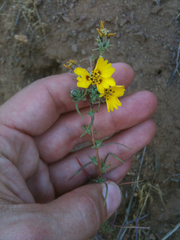 Calycadenia truncata