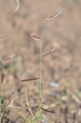 Bouteloua barbata rothrockii