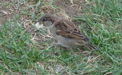Passer domesticus