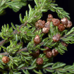 Erica bergiana