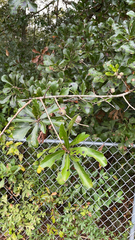 Quercus nigra