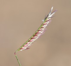 Bouteloua barbata rothrockii