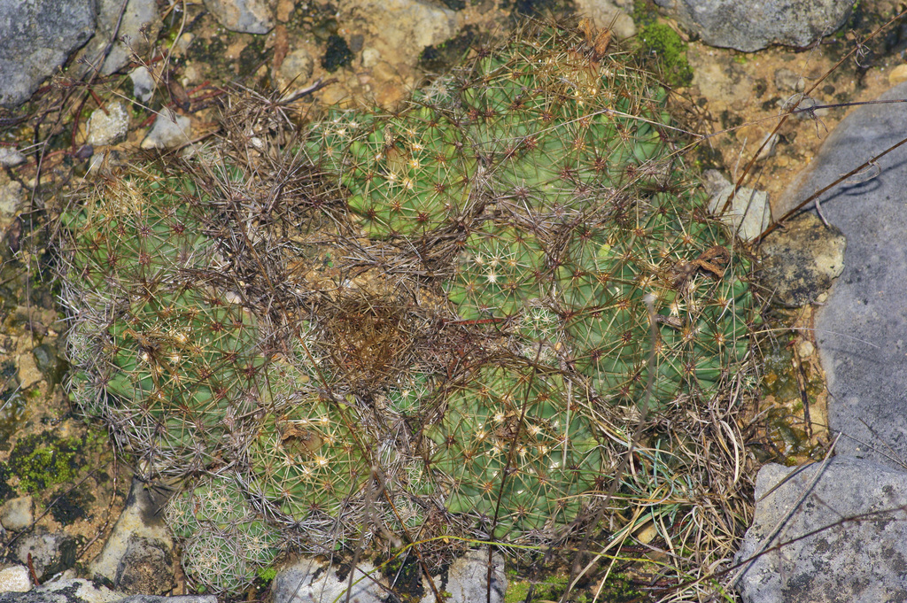 Coryphantha sulcata, Travis County, US-TX, US
