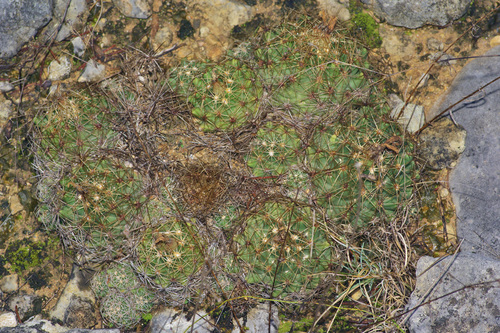 Coryphantha sulcata