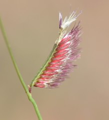 Bouteloua barbata rothrockii