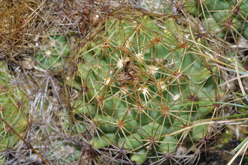 Coryphantha sulcata