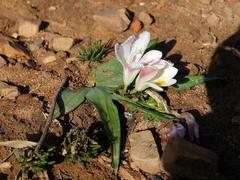 Freesia caryophyllacea