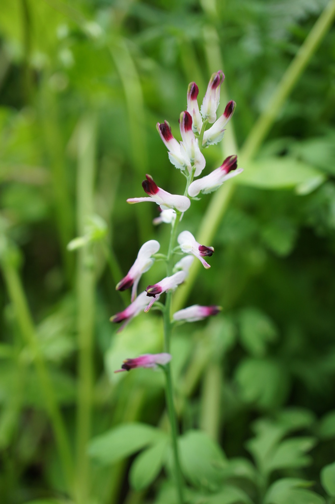 Purple ramping fumitory