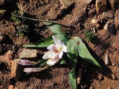 Freesia caryophyllacea