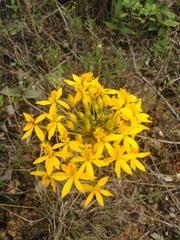 Epidendrum aura-usecheae