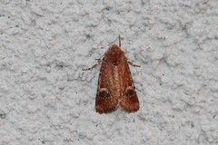 Eucoptocnemis fimbriaris