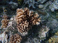 Ctenactis