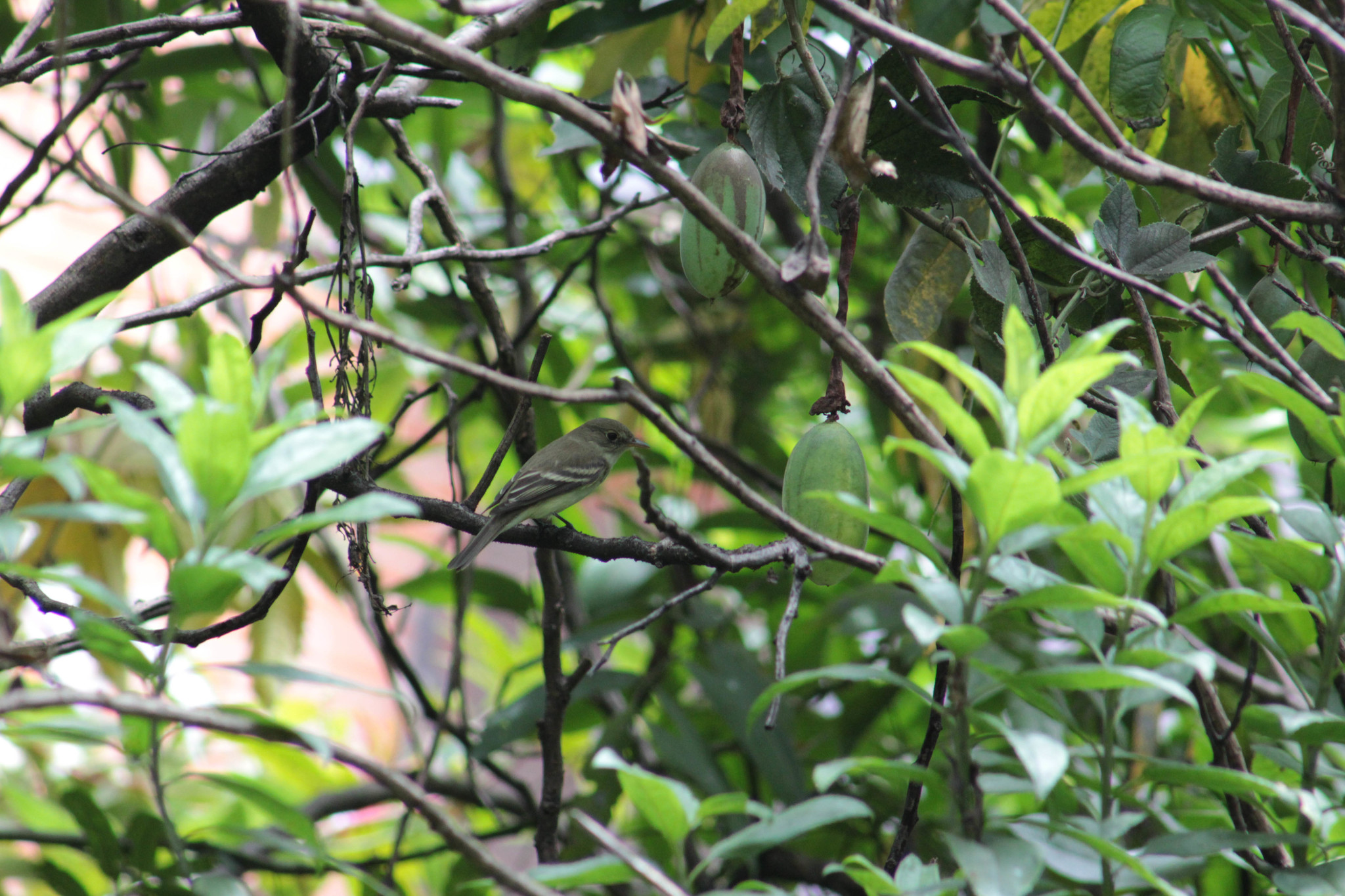 Alder Flycatcher (Empidonax alnorum)