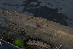 Diplacodes bipunctata