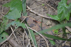 Diplacodes bipunctata