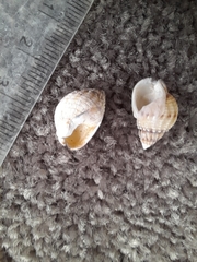 Nassarius pauperatus