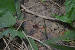 Diplacodes bipunctata