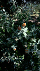 Buddleja marrubiifolia