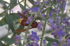 Vespa orientalis