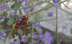 Vespa orientalis