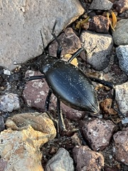 Eleodes longicollis