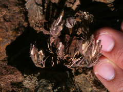 Cordylanthus nidularius