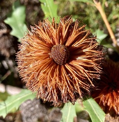 Banksia quercifolia
