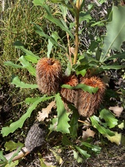 Banksia quercifolia