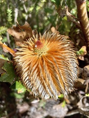 Banksia quercifolia