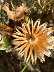 Banksia quercifolia