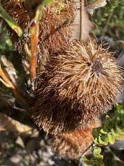 Banksia quercifolia
