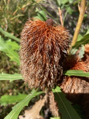 Banksia quercifolia