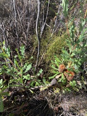 Banksia quercifolia