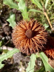 Banksia quercifolia