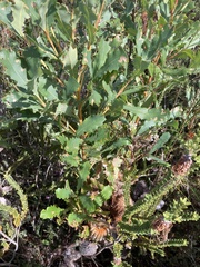 Banksia quercifolia