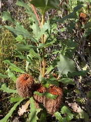 Banksia quercifolia