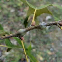 Zapatella quercusmedullae